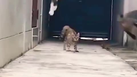 Ninja Cat