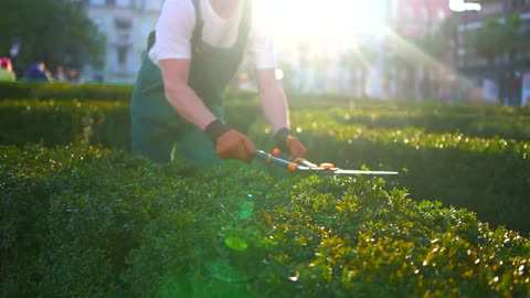 Ways To Keep Bees Away From Your Home | Varsity Pest