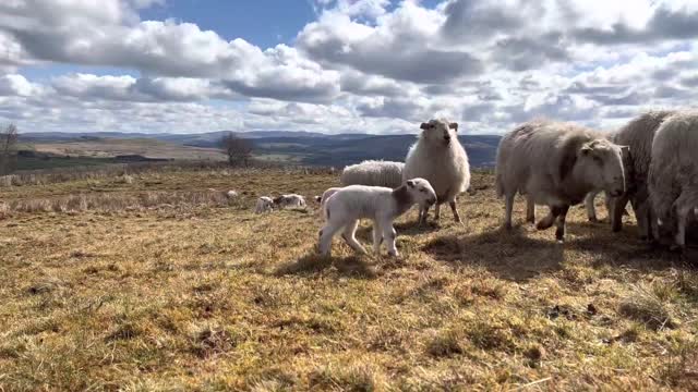 Sheep Headbutt Cute Lamb