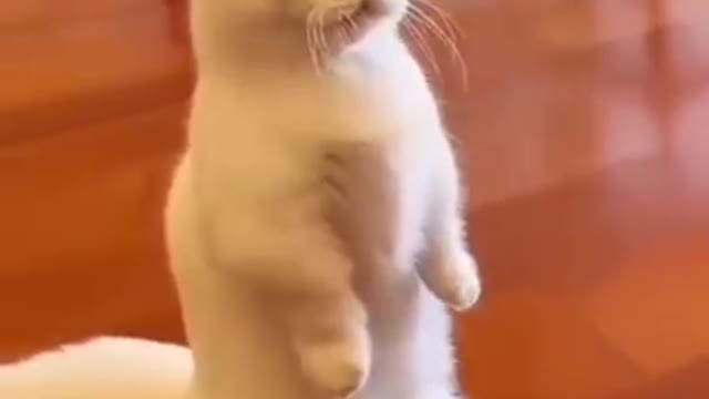 Funny cat vs biby