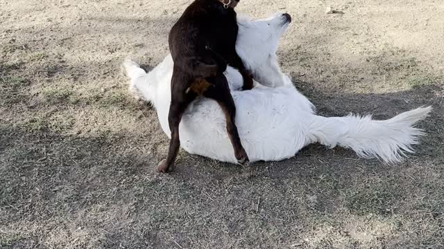 Puppy and Lab wrestle at Dog