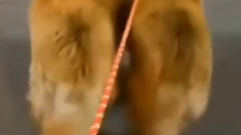 Must watch dog ramp walk