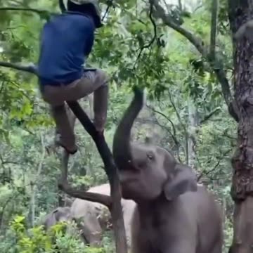 elephant attack on man #shorts #short #animlas #viral