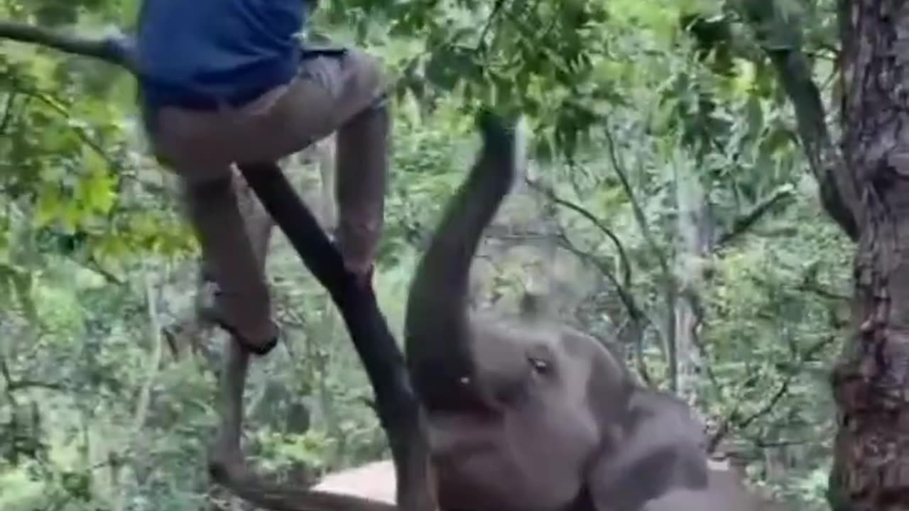 elephant attack on man #shorts #short #animlas #viral