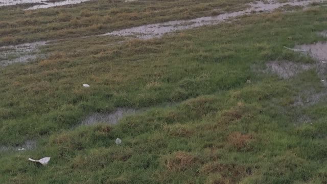 Raining