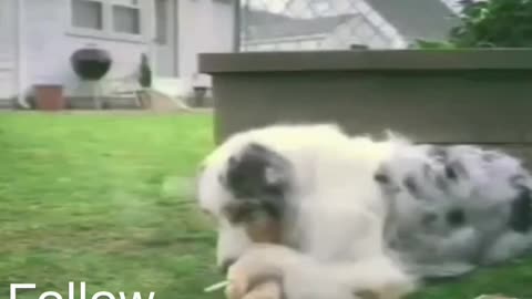 Dog smoking depression