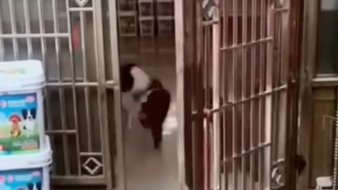 Funny Animal videos