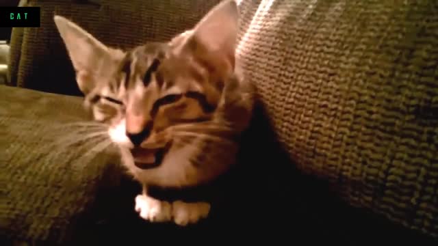 Funny Cats and Kittens Meowing Compilation