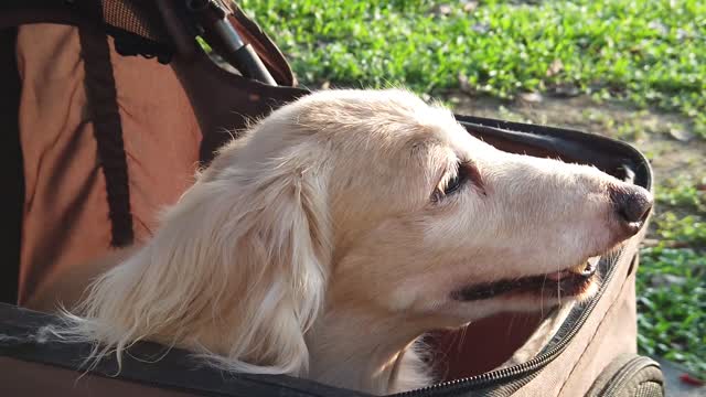 The dog is the best friend in the world