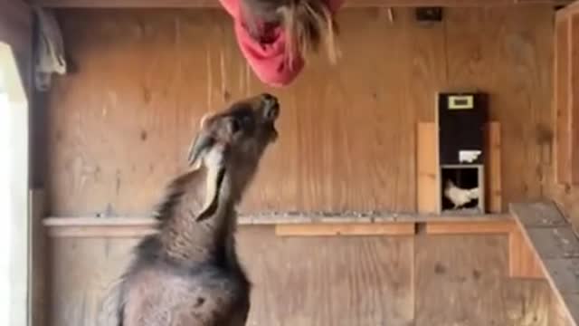 Goat Funny Animals!