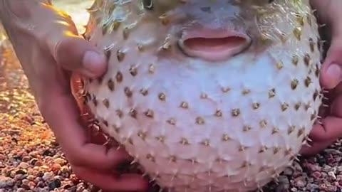 cute pufferfish on beach!