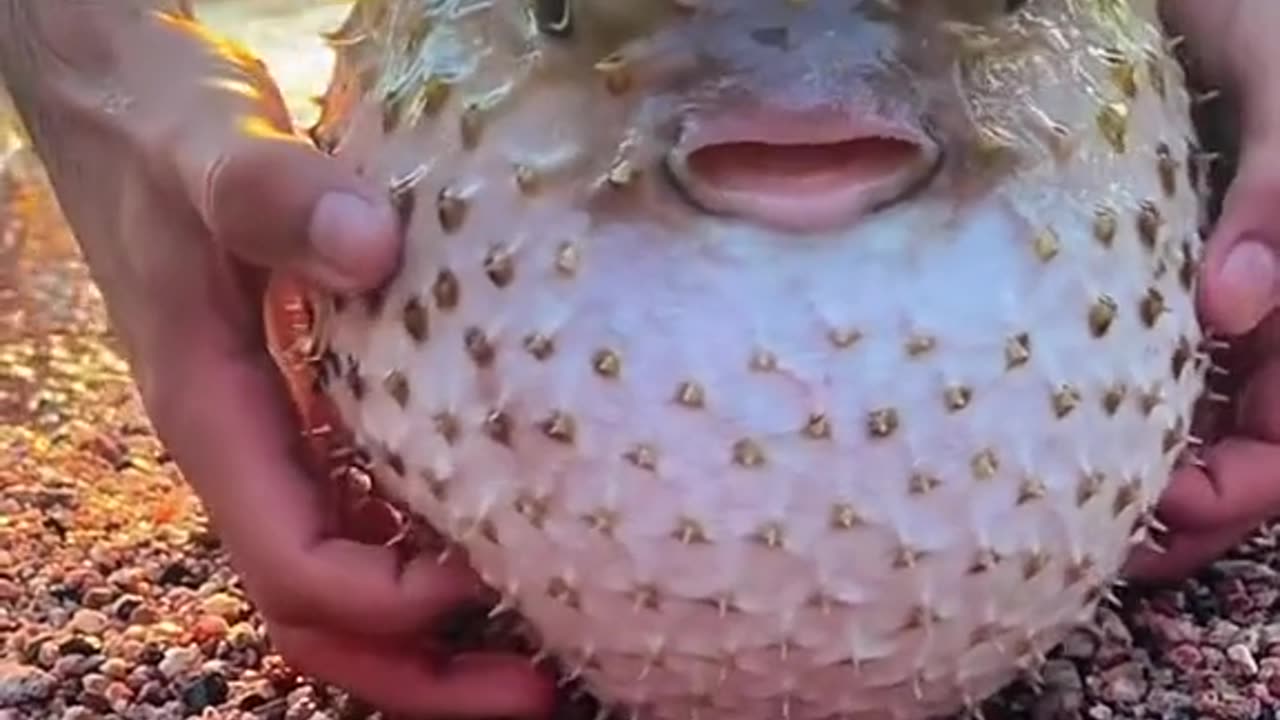 cute pufferfish on beach!