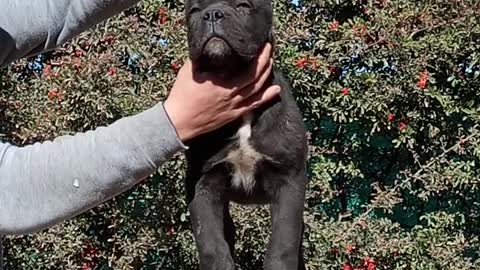 Criadero Bellezza Italiana CaneCorso