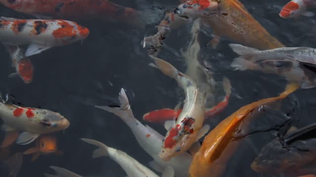 fish carp