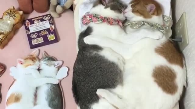 Would you like to share a bed with a cat?