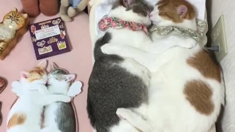 Would you like to share a bed with a cat?