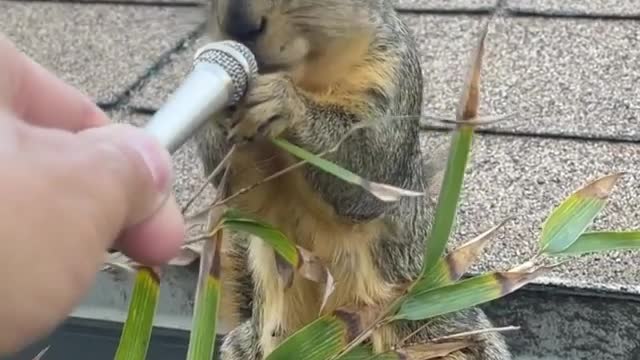 Cute Squirrel!! They are angry that we ended it all 🤣🤣
