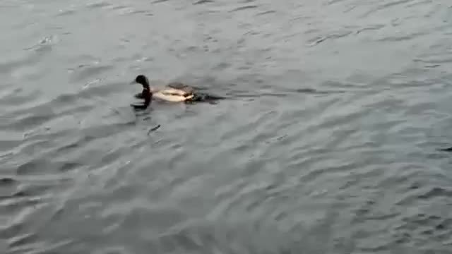 Mallard Duck on the Hudson River.