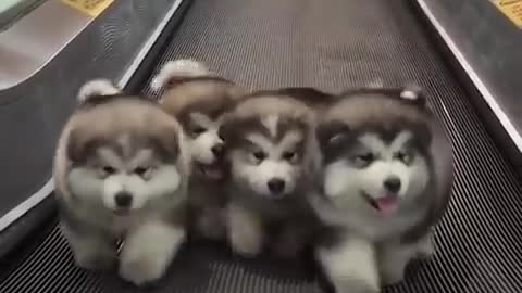 Funny Dogs & Cats