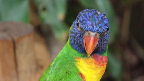 Parrot in bright colors