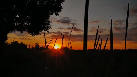 Cinematic alam 1 menit ｜ cinematic sunset sawah ｜ footage nature cinematic