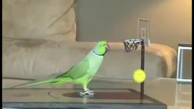 Amazing Bird tricks