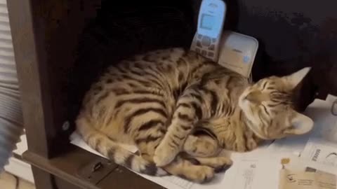 Cute Cat Gif