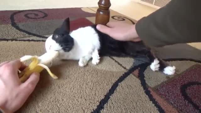 Sleeping rabbit wakes up at the sound of a banana_Cut