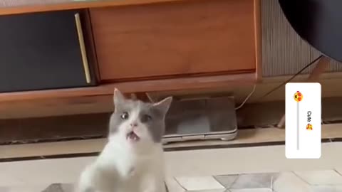 Funny animal video 📹 🤣