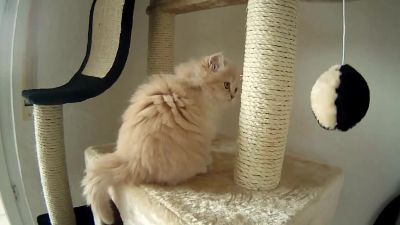 Cute cat play with ball looks so funny βΊοΈπ±π±π