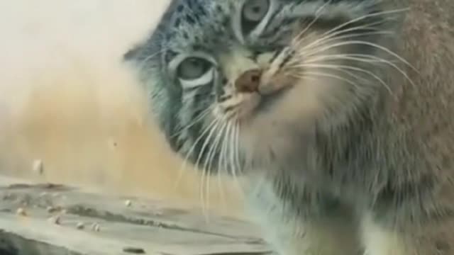 The Cat is Watching Me