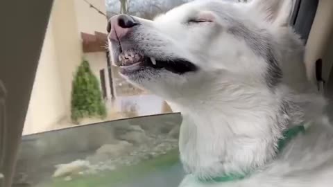 Stubborn Husky Dog Videos 😁😇 Best Funny Animal Videos 2022 😺 Funny Dog Videos 2022 😁