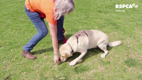 FREE DOG TRAINING SERIES - Lesson 1: how to teach your dog to sit and drop