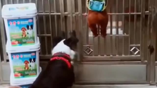 Mom dog teaches puppies disciplined way of opening the door & entering house