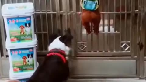 Mom dog teaches puppies disciplined way of opening the door & entering house