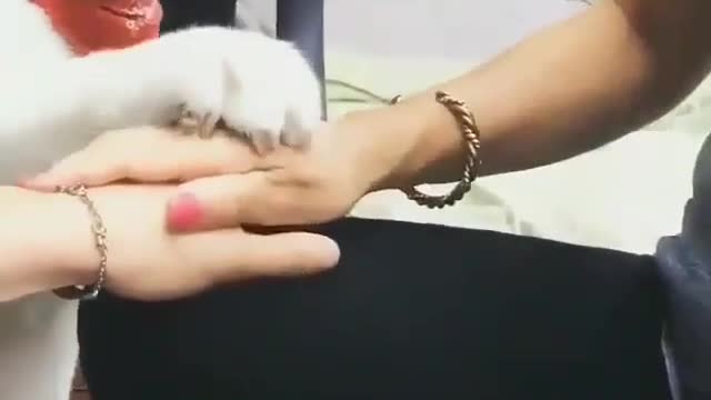 funny & cute animals
