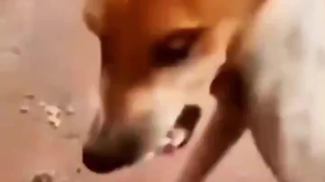 Funny videos