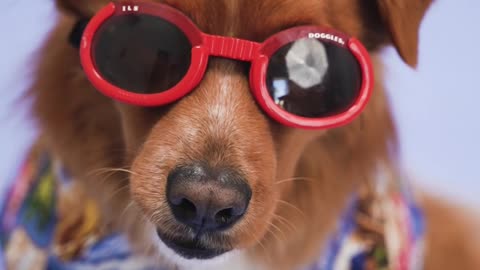 Chien patsy avec des lunettes de soleil.