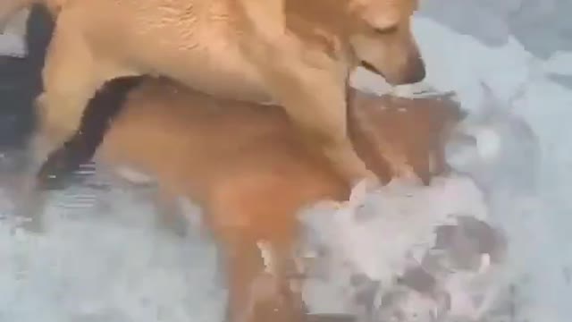 SMART DOG MAN MASSAGE WITH WATER