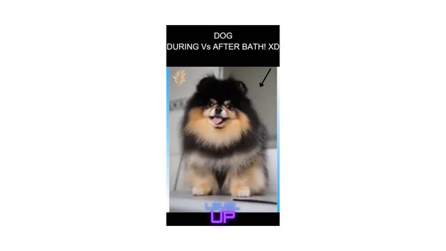 DOG BATH! DURING VS AFTER!