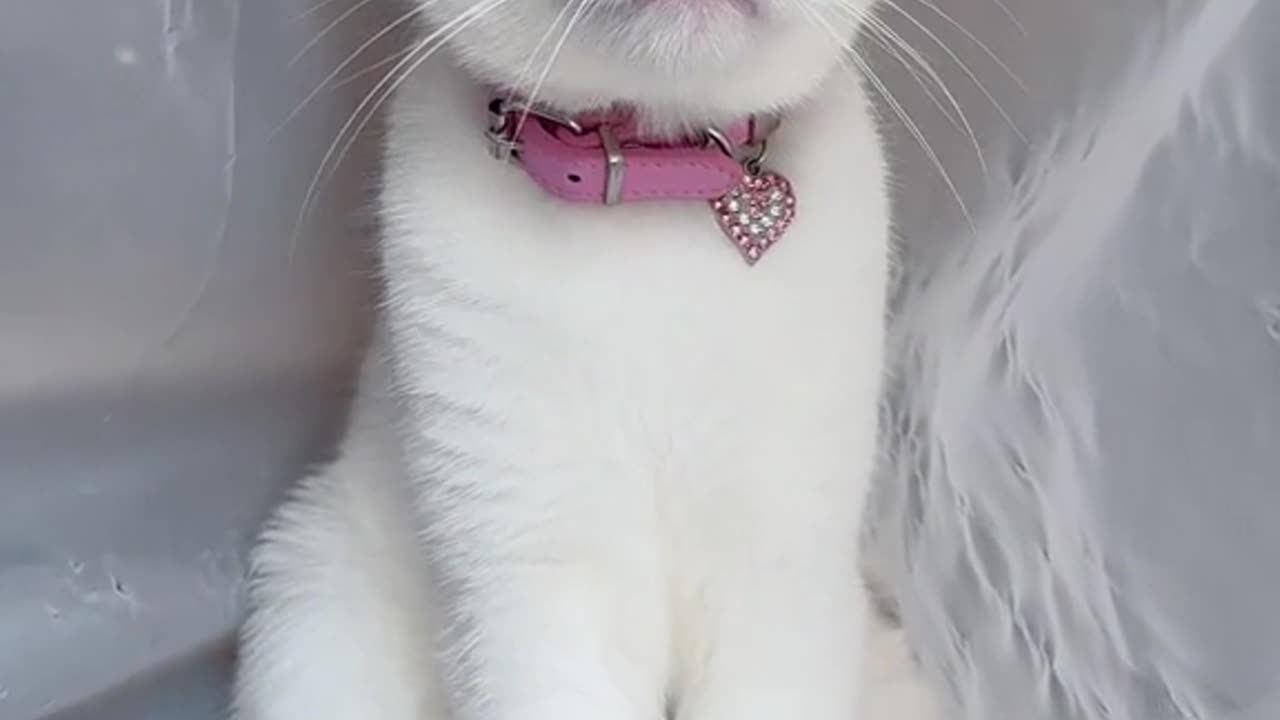 Le chat 🐱 belle