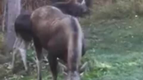 Moose Calf and Cow