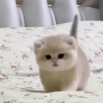 Cute Cat funny