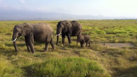 African Elephants