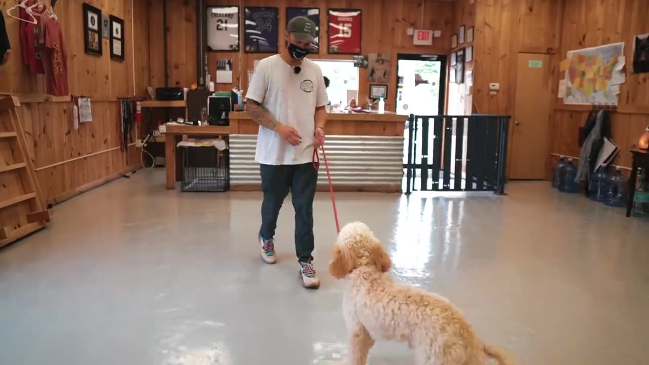 Training two puppies at one time is a dog training challenge for anyone