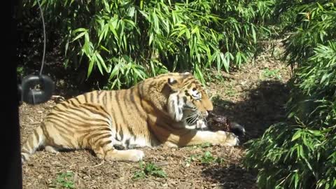 Video of a Tiger Eating