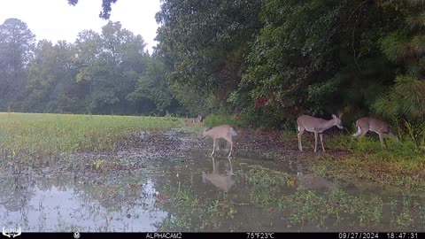 Deer Puddle Activities
