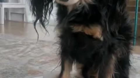 DOG Rides on the vacuum cleaner and enjoy its time inside house