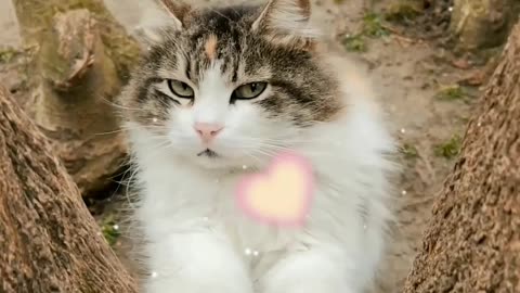 Watch this cutie playing and relaxing 😎🐈🐱💕💕😊🐱
