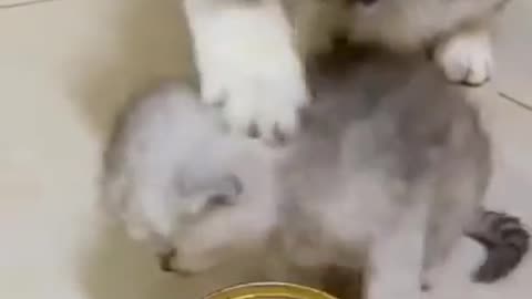 Video tik-tok kucing lucu terbaru 2023: Kumpulan Kucing Lucu dan Gemesin